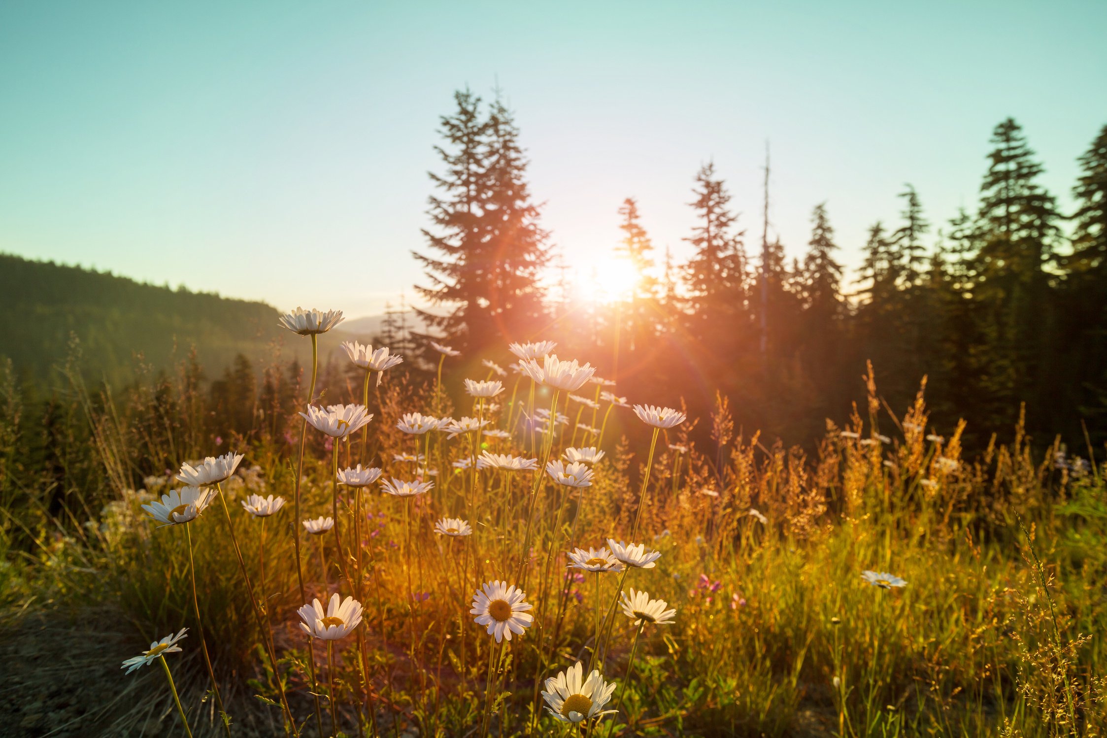 Mountains Meadow