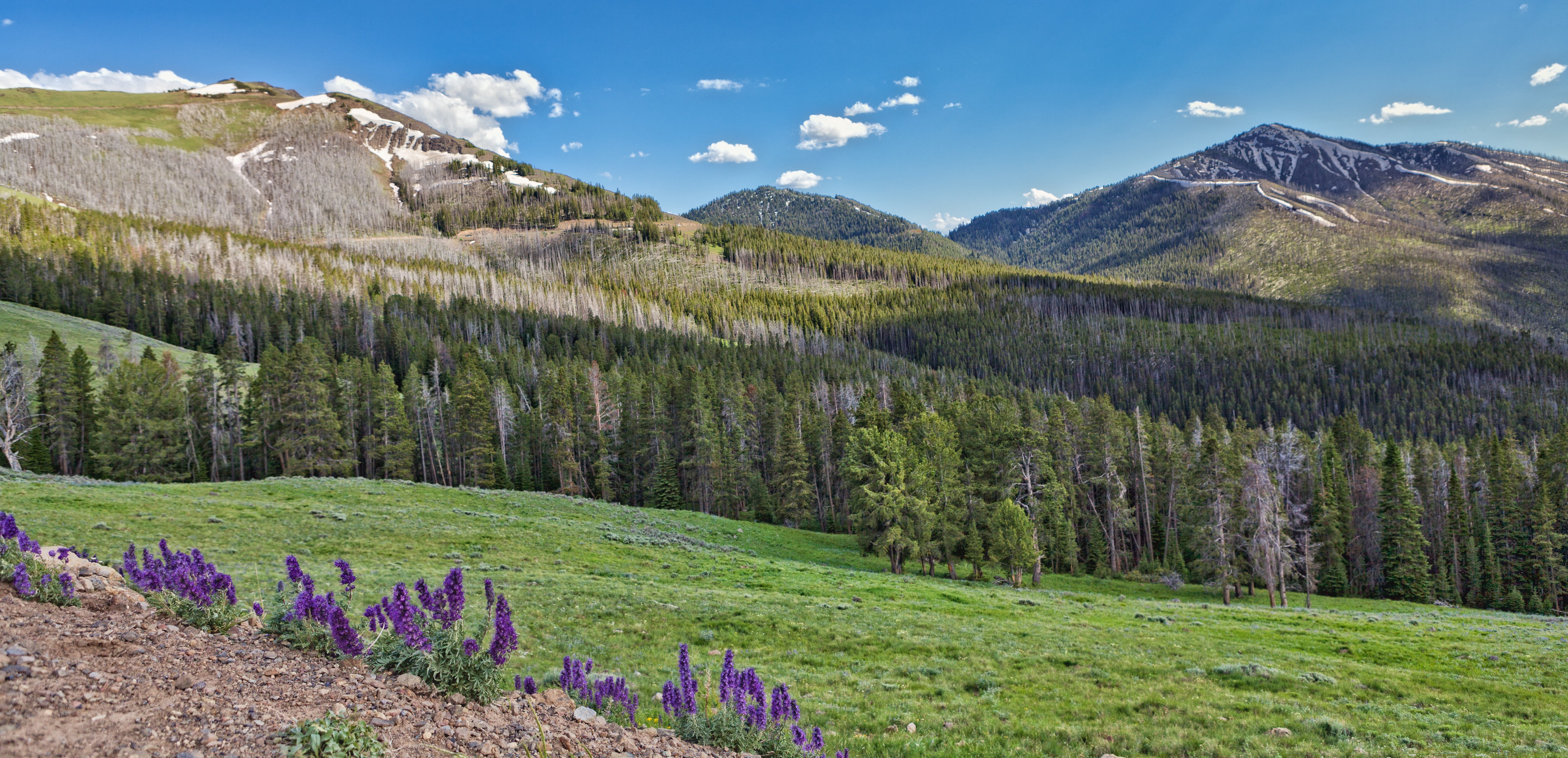 Montana landscape